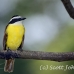kiskadee_great_tar_h_0790_cos1123.jpg